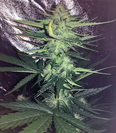 Big Devil #2 strain