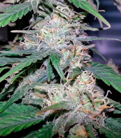 Fast Bud #2 Auto (Sweet Seeds) Cannabis-Samen