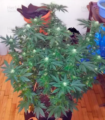 Kaia Kush (GHS) Cannabis-Samen