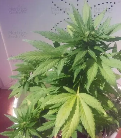 MAXI GOM Auto (Grass-O-Matic) Cannabis-Samen