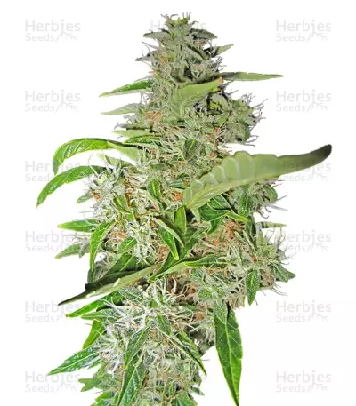 Big Bud (Sensi Seeds) Cannabis-Samen