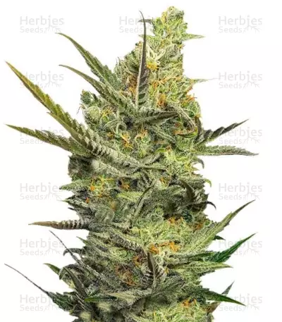Gipsy Haze (Eva Seeds) Cannabis-Samen