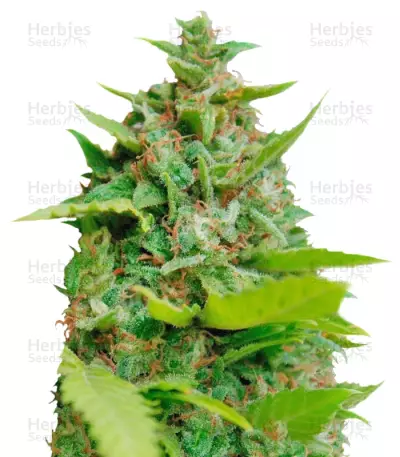 Kiss Dragon (Samsara Seeds) Cannabis-Samen
