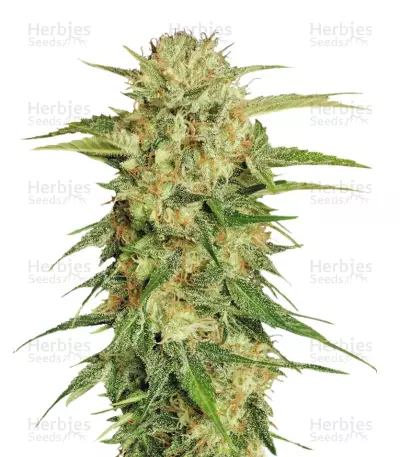 Motavation (Serious Seeds) Cannabis-Samen