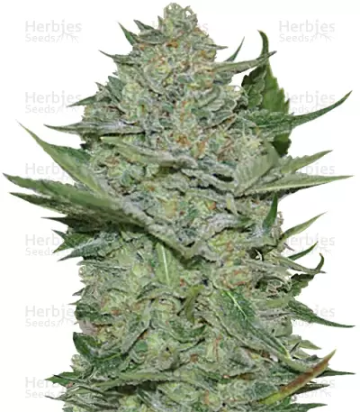 Critical Haze (Resin Seeds) Cannabis-Samen