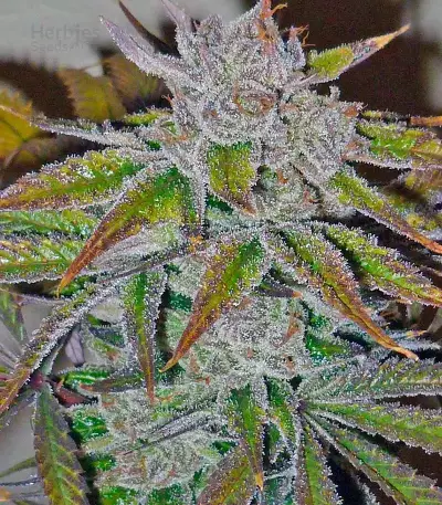 Acapulco Gold feminisiertes Saatgut (Barney's Farm)