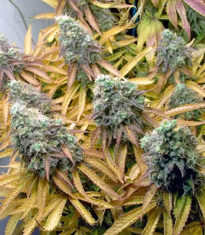 Tutankhamon (King Tut) feminisierte Samen (Pyramid Seeds)