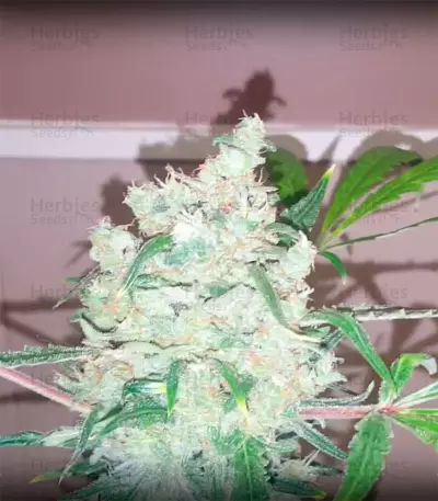 Bulk Smash Auto (Dr. Krippling Seeds) Cannabis-Samen