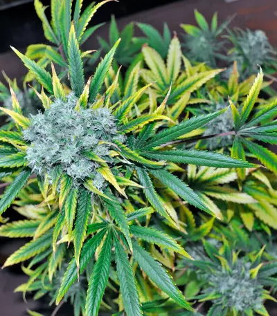 Damnesia (Strain Hunters)