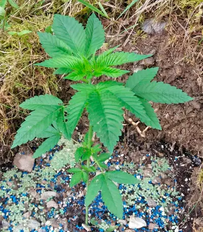 Lemon Thai Kush (Humboldt Seeds Organization) Cannabis-Samen