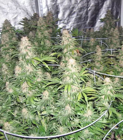 Master Kush (Dutch Passion) Cannabis-Samen