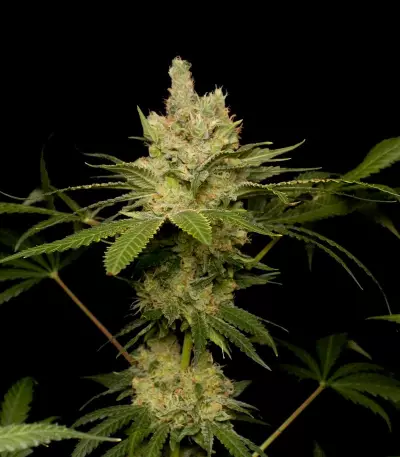 Sweet Black Angel (Samsara Seeds) Cannabis-Samen