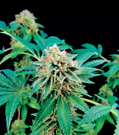 Shark Attack (Dinafem Seeds) Cannabis-Samen