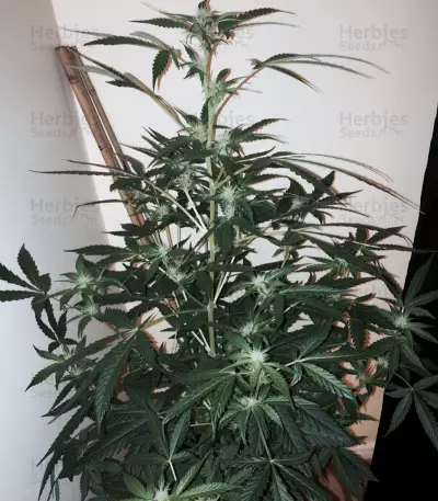 Wipeout Express Auto (Heavyweight Seeds) Cannabis-Samen