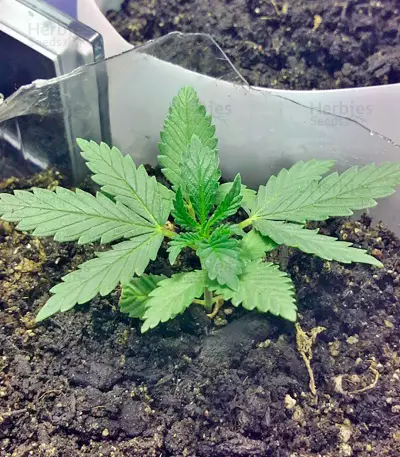 Amnesia (World of Seeds) Cannabis-Samen