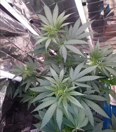 Eleven Roses feminisierte Samen (Delicious Seeds)