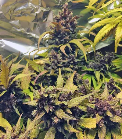 Red Poison Auto (Sweet Seeds) Cannabis-Samen