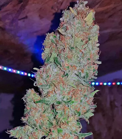 Sweet Trainwreck Auto (Sweet Seeds) Cannabis-Samen