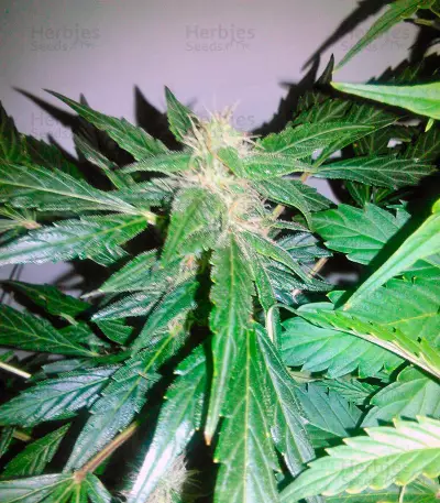 Vertigo Auto (Paradise Seeds) Cannabis-Samen