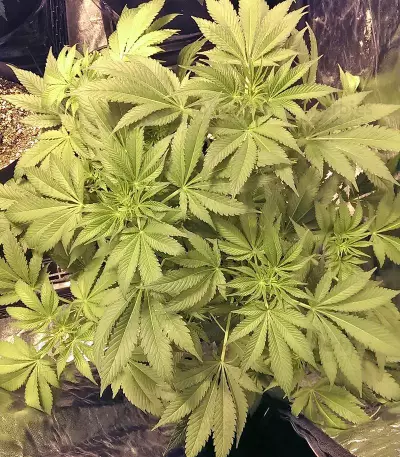 Big Bud (Vision Seeds) Cannabis-Samen