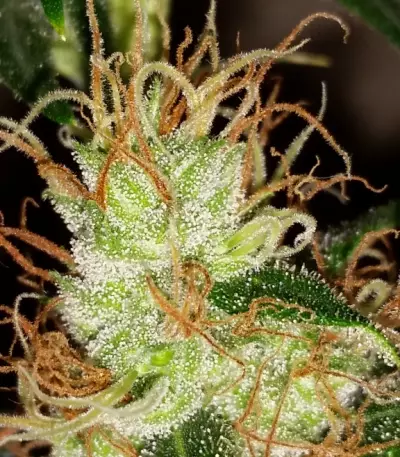 Blueberry Cheesecake (Female Seeds) Cannabis-Samen