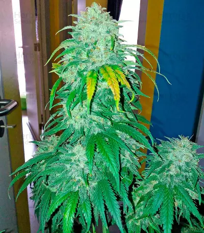 Bubba Kush Autoflowering (Dinafem Seeds) Cannabis-Samen
