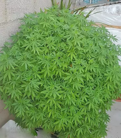 Grand Master Kush regular (Sumo Seeds) Cannabis-Samen