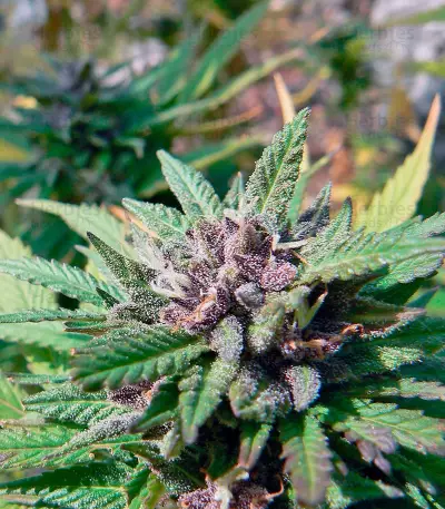 Hollands Hope (Dutch Passion) Cannabis-Samen