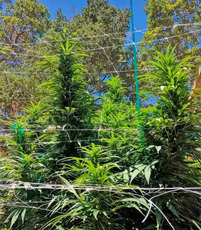 Master Kush (Nirvana Seeds) Cannabis-Samen