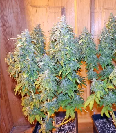 Satori regular (Mandala Seeds) Cannabis-Samen