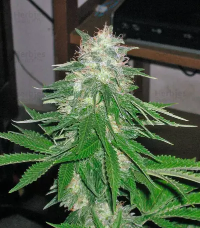 Super Hash (Pyramid Seeds) Cannabis-Samen