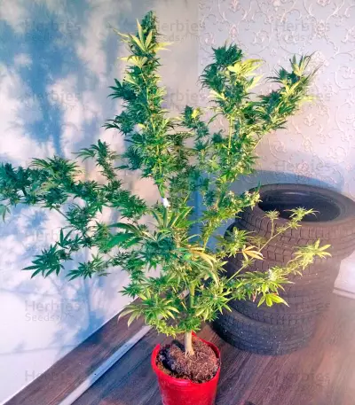 Wild Thailand (World of Seeds) Cannabis-Samen