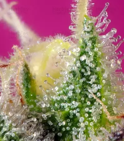S.A.D. Sweet Afgani Delicious CBD (Sweet Seeds) Cannabis-Samen