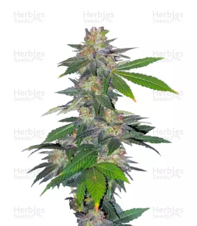 Auto Northern Hog (T.H. Seeds) Cannabis-Samen