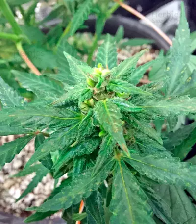 Blue Dream Auto (Humboldt Seeds Organization) Cannabis-Samen