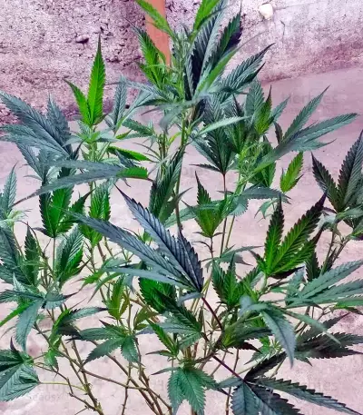 Brazil Amazonia (World of Seeds) Cannabis-Samen