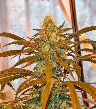 Lemon Cake (Heavyweight Seeds) Cannabis-Samen