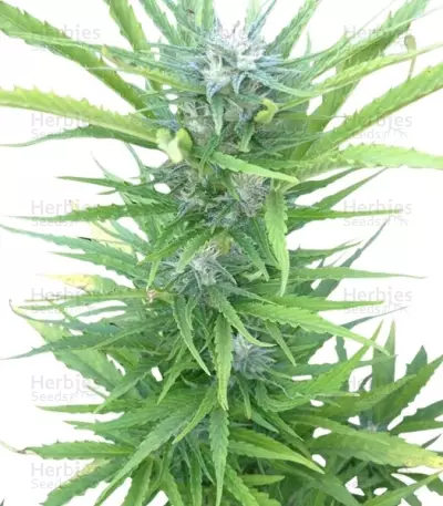 Northern Light Automatic (RQS) Cannabis-Samen