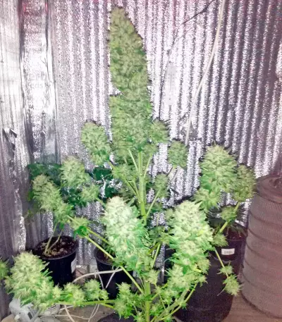 Satori regular (Mandala Seeds) Cannabis-Samen