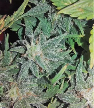 Smokin' Gun Auto (Dr. Krippling Seeds) Cannabis-Samen