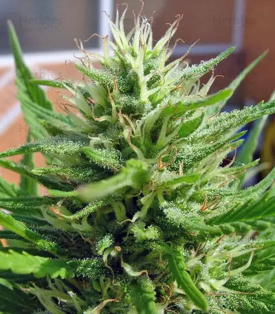 S.A.D. Sweet Afgani Delicious S1 (Sweet Seeds) Cannabis-Samen