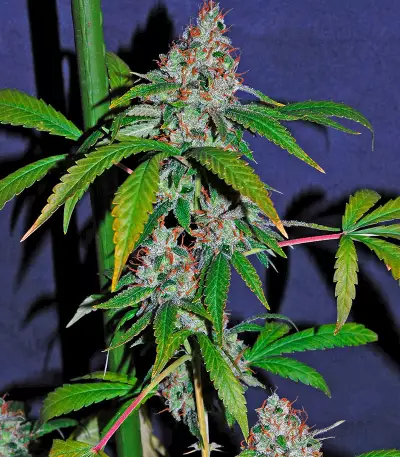 White Lemon (Strain Hunters) Cannabis-Samen