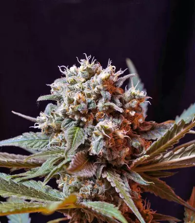 Green Poison F1 Fast Version (Sweet Seeds) Cannabis-Samen