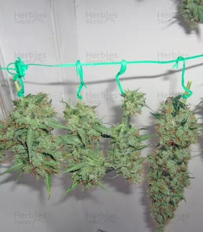 Jack Herer Auto (GHS) Cannabis-Samen