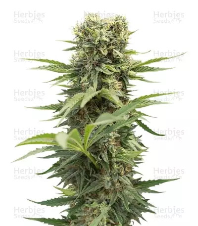 Dedoverde Haze (Humboldt Seeds) Cannabis-Samen