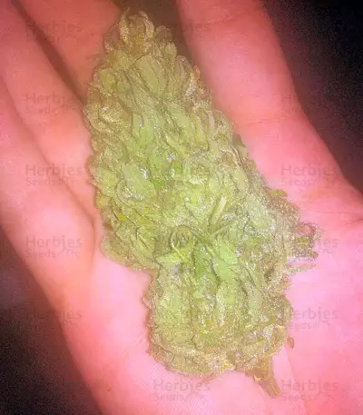 Colombian Gold (World of Seeds)