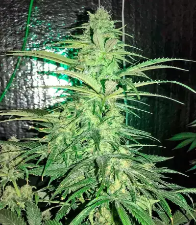 Strawberry Cake (Heavyweight Seeds)