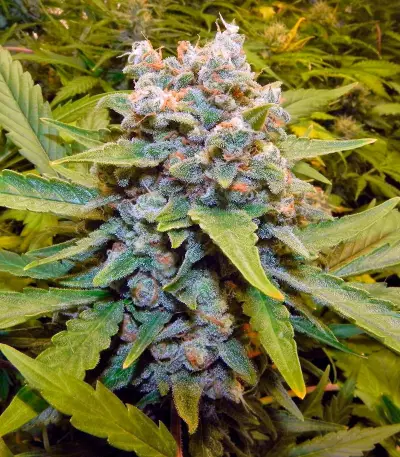 Think Big Auto (Dutch Passion) Cannabis-Samen