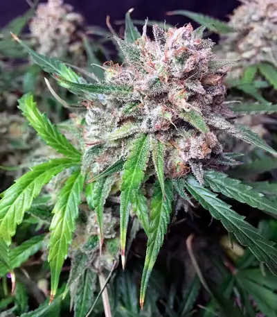 Auto Cinderella Jack (Dutch Passion) Cannabis-Samen