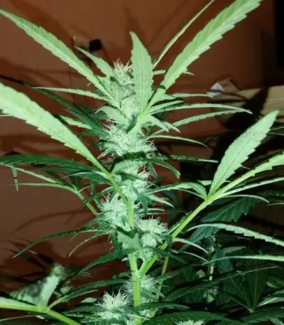 Critical Impact (Vision Seeds) Cannabis-Samen